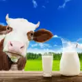 Защо млякото е най-уникалната храна на света