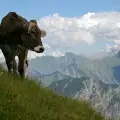 Поят с армейски хеликоптери кравите в Швейцария