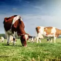 Крави на диета с риган борят глобалното затопляне