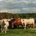 Крави проявиха невиждана смелост