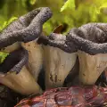 Culinary Use of Black Trumpet Mushroom