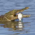 Честит празник на крокодила Пуй Пуй!