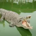 Страховито! Крокодил разчлени руснак