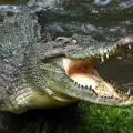 Крокодилите ловуват с хитрост! Ето какъв инструмент използват