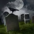 Crows Can Actually Recognize Death