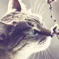 Миризмите, които котките обичат