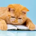 Сръбска котка е най-старата писана в Европа