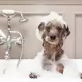 От каква възраст да къпем малкото кученце?