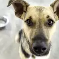 Изхвърлят в София кучета от съседни населени места