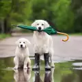 Как да научите кучето си да се изхожда по-бързо в дъжда