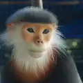 Маймуни постъпиха в китайската армия заради специална мисия