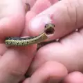 Водни змии
