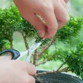 Как се пресажда саксийно дърво
