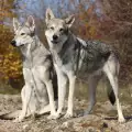 Дресура и обучение на чехословашки вълчак