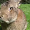 Най-големият заек в света