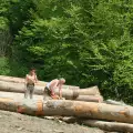 Шест цеха за незаконна дървесина затворени в Разложко