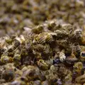 Народни рецепти с пчелен подмор