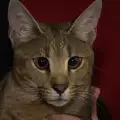 Запознайте се с Демо - най-скъпата и рядка котка в света