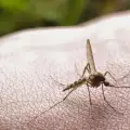 Защо хапят комарите?
