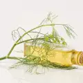 The Essential Dill Oil