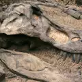 Музей пази 113 години останки от динозавър без да знае