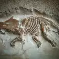 Archaeologists Dig Up the Remains of Triple-Horned Dinosaur - Wendiceratops