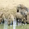 Земеделци искат целогодишен отстрел на диви прасета в Шумен
