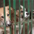 Ветеринар спаси над 260 бедстващи животни в Украйна