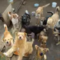 Безхаберни стопани от Турция изхвърлят кучетата си в отдалечна долина