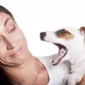 За кашлицата при кучетата