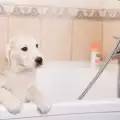 Защо кучето пие вода от тоалетната?