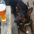 Могат ли кучетата да пият бира?