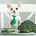 Опасно ли е да даваме броколи на кучето?