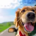 Какво трябва да знаем за пътуването с куче