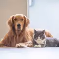 Как да сприятелим куче и котка?