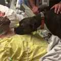 Куче посети умиращия си стопанин в болницата, за да се сбогува с него