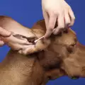 Грижи за ушите на кучето