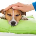 Анемия при кучетата - причини, симптоми и лечение