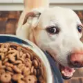 Суха храна за кучето - какво трябва да знаем
