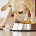 Лошо ли е кучето да яде една и съща храна всеки ден?