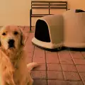 Как да накараме кучето да си спи в къщичката