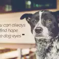 Българско училище осинови куче от приют