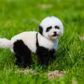 Кафене в Китай има кучета панди