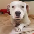Храброто куче, което разкъса собствената си лапа, за да се освободи
