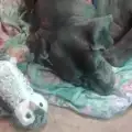 Агресивен немски дог осинови плюшена сова