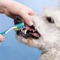 Как и кога кучетата сменят зъбите