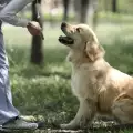 Кучета подушват рака на простатата