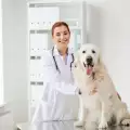 За артрита при кучетата и неговите симптоми