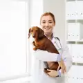 Как да повишим имунитета на кучето