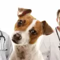 Профилактични прегледи на кучето - кога и защо
